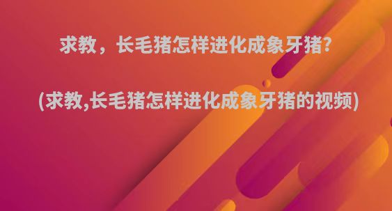 求教，长毛猪怎样进化成象牙猪?(求教,长毛猪怎样进化成象牙猪的视频)